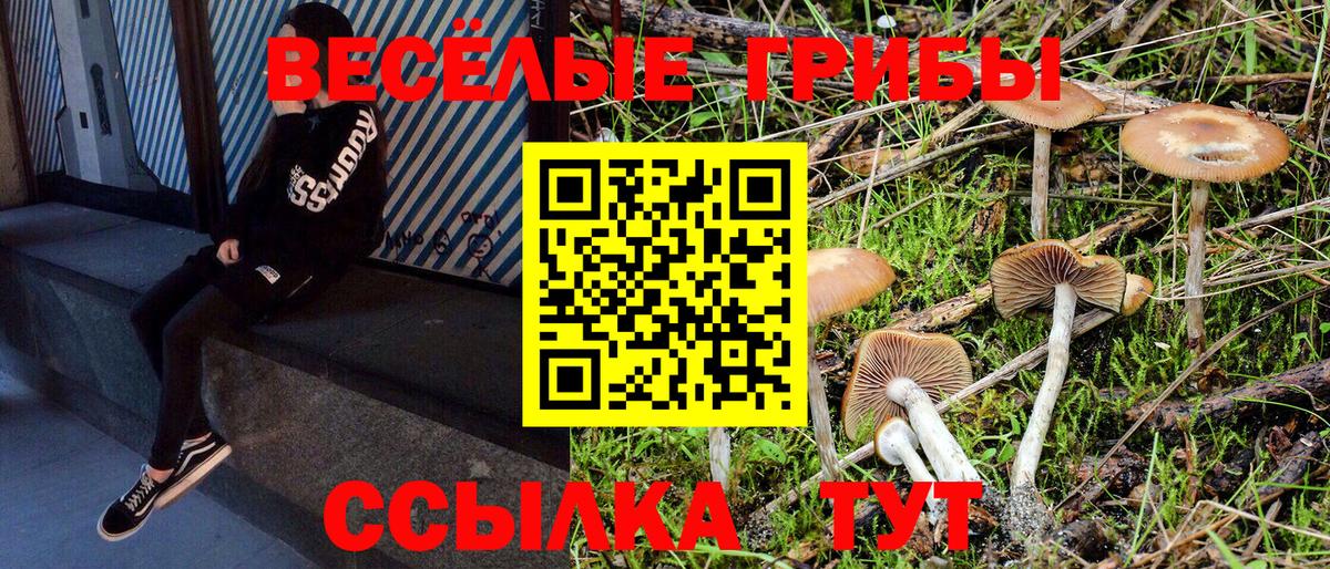 Камышин  Псилоцибиновые грибы мицелий  Вход с VPN  Псилоцибиновые грибы Cubensis 